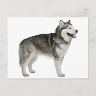 Cartão postal de cachorrinho Alaskan Malamute