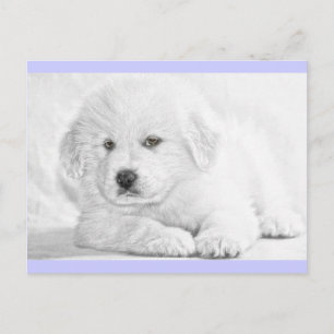 Cartão postal de cachorrinho branco fofinho e felp