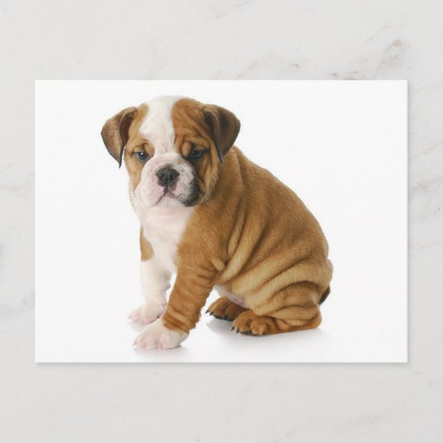 Cartão Postal de Cachorrinho Bulldog Inglês Blank (Frente)