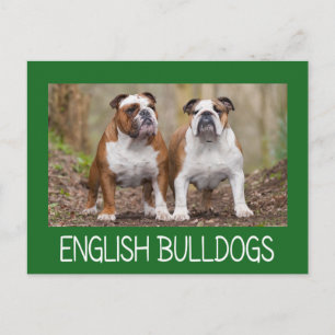 Cartão postal de cachorrinho Bulldog Inglês fofo