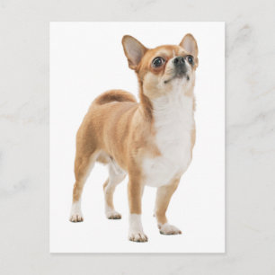 Cartão Postal de Cachorrinho Chihuahua