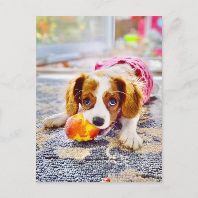 Cartão postal de cachorrinho King Charles Cavalier (Frente)