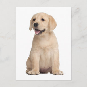 Cartão postal de cachorrinho Labrador Retriever am