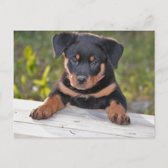 Cartão postal de cachorrinho Rottweiller (Frente)
