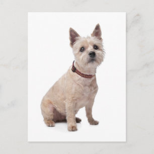 Cartão postal de cachorrinho Terrier Cairn