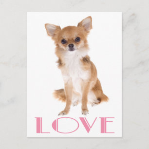Cartão Postal de Cachorro Chihuahua de Cabelo Long
