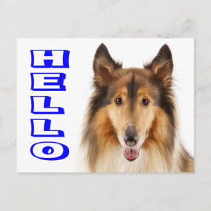 Cartão Postal de Cachorro Collie Filhote