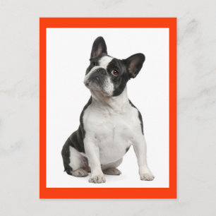 Cartão Postal de Cachorro Filhote Bulldog Francês