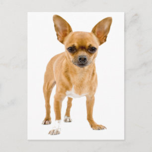 Cartão Postal de Cachorro Filhote Chihuahua