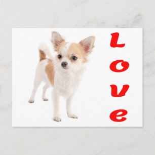 Cartão Postal de Cachorro Filhote Chihuahua Amor