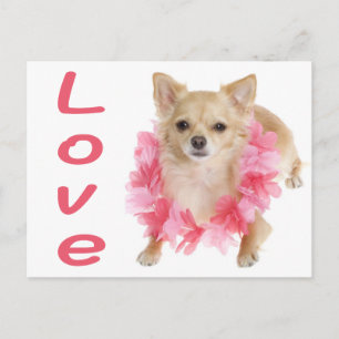 Cartão Postal de Cachorro Filhote Chihuahua de Cab
