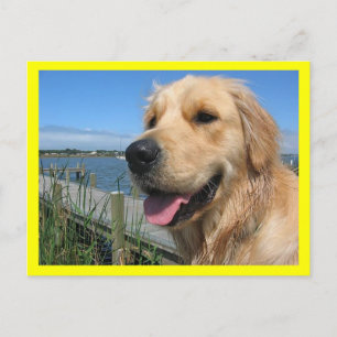 Cartão Postal de Cachorro Filhote Golden Retriever