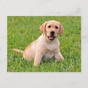 Cartão Postal de Cachorro Filhote Labrador Retriev