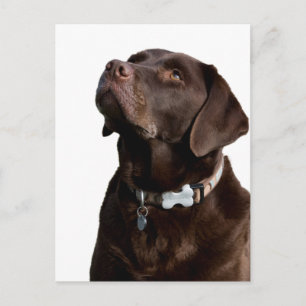 Cartão Postal de Cachorro Filhote Labrador Retriev