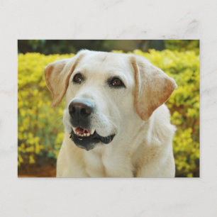 Cartão Postal de Cachorro Filhote Labrador Retriev