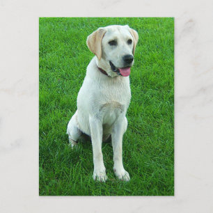 Cartão Postal de Cachorro Filhote Labrador Retriev