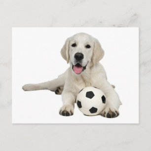 Cartão Postal de Cachorro Filhote Labrador Retriev