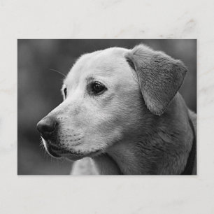 Cartão Postal de Cachorro Filhote Labrador Retriev