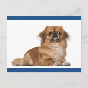 Cartão Postal de Cachorro Filhote Pequinês