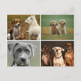 CARTÃO POSTAL DE CÃES ELEGANTES