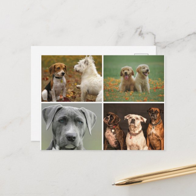 CARTÃO POSTAL DE CÃES ELEGANTES (Frente/Verso In Situ)