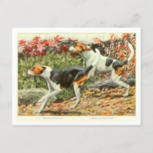 Cartão postal de cães Foxhound