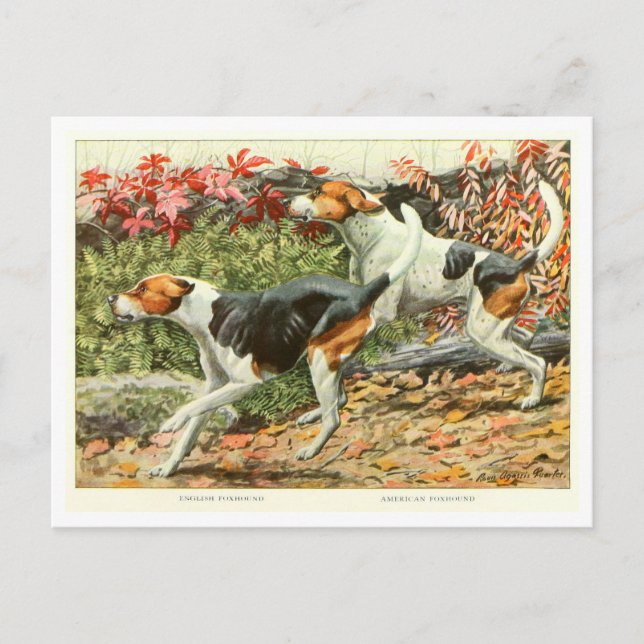 Cartão postal de cães Foxhound (Frente)