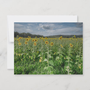 Cartão postal de "Campo de Girassol"