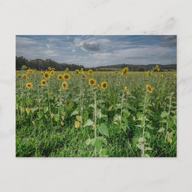 Cartão postal de "Campo de Girassol" (Frente)