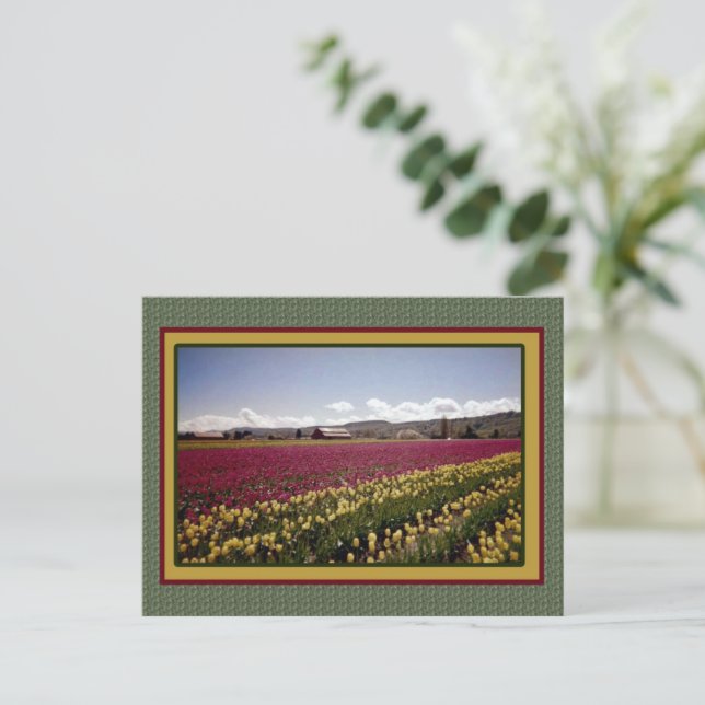 Cartão Postal de Campo Tulip (Em pé/Frente)