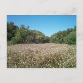 Cartão postal de Campos de lavanda