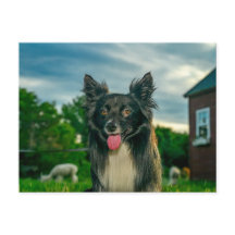 Cartão postal de cão Border Collie preto e branco