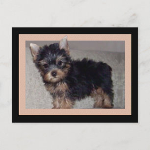 Cartão postal de cãozinho de Yorkshire Terrier