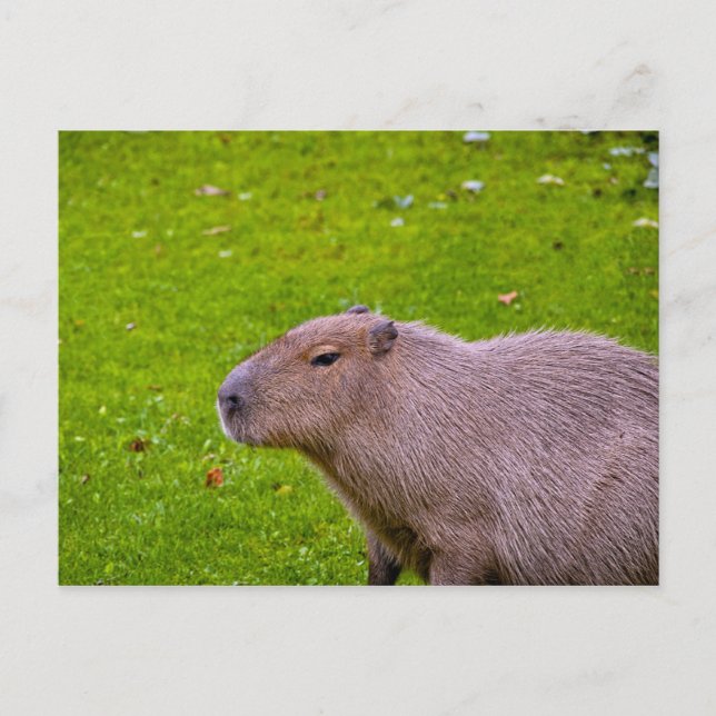 Cartão Postal de Capivara (Frente)