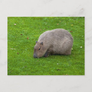 Cartão Postal de Capivara
