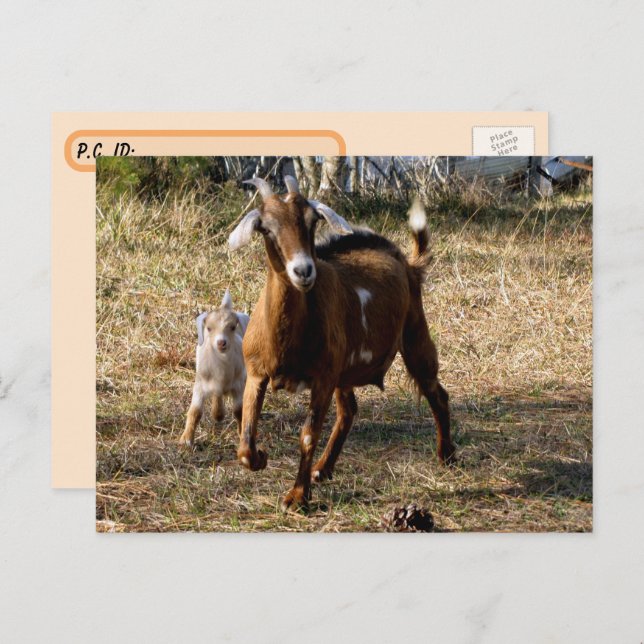Cartão postal de Caprinos Adoráveis (Frente/Verso)