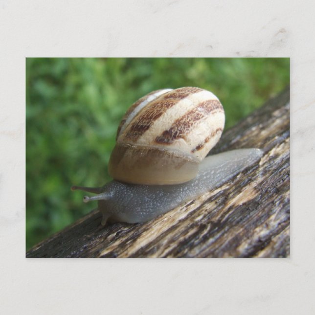 Cartão Postal de Caracol (Frente)