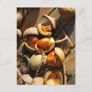 Cartão Postal de Castanha de Cavalo