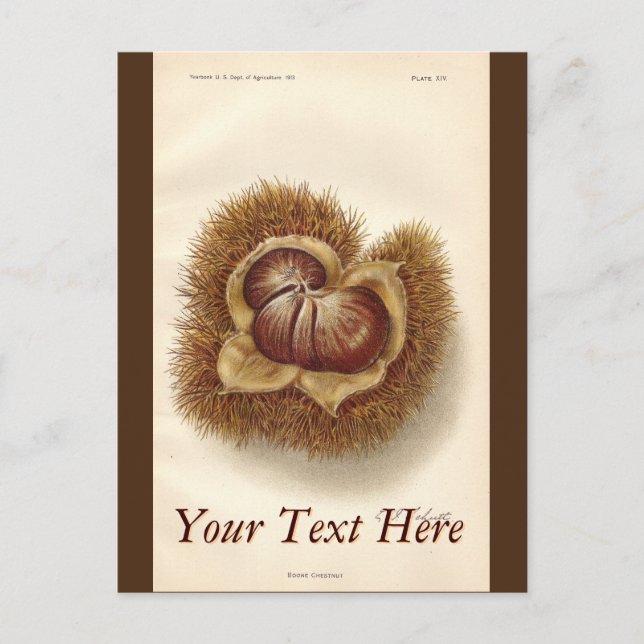 Cartão postal de castanha Vintage (Frente)