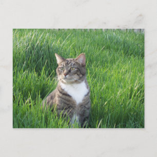 Cartão postal de Cat Nature Boy