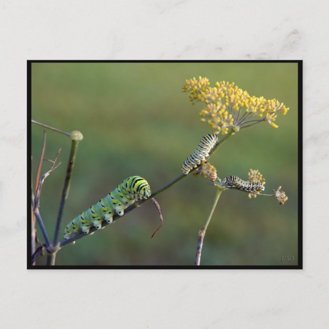 Cartão postal de Cats Swallowtail Negro (Frente)