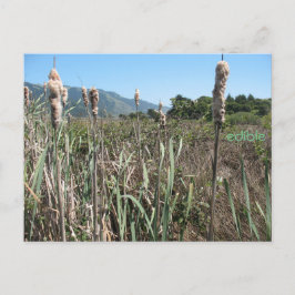 cartão postal de cattail comestível