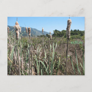 cartão postal de cattail comestível