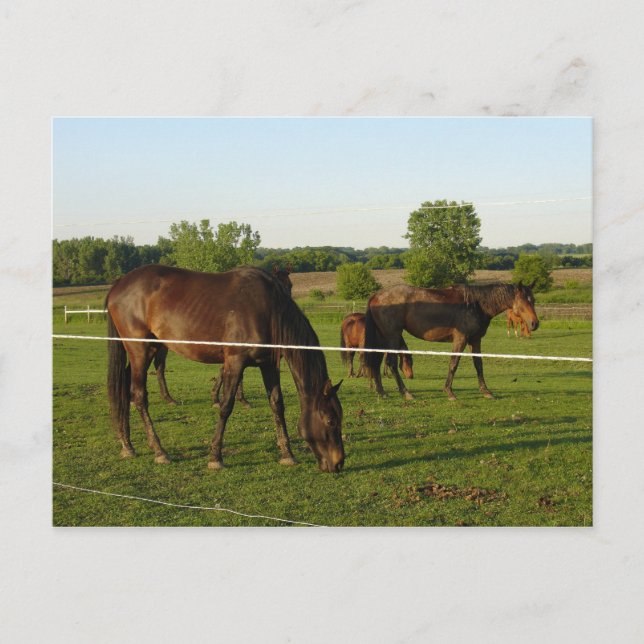 Cartão postal de cavalo (Frente)