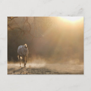 Cartão postal de cavalo à luz do sol