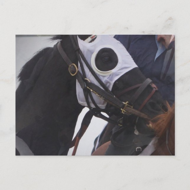 Cartão postal de cavalo de corrida (Frente)