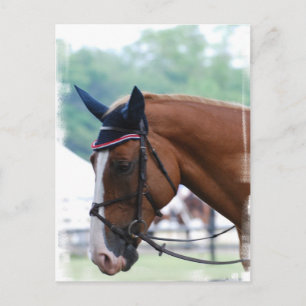 Cartão postal de Cavalo de Warmblood Holandês