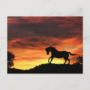 Cartão postal de cavalo divertido no pôr do sol