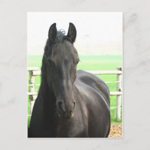 Cartão postal de Cavalo Frésio