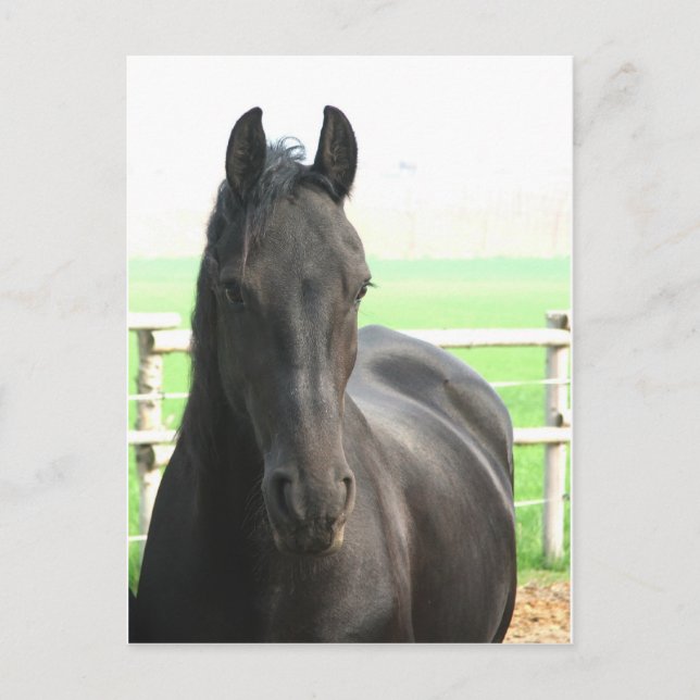 Cartão postal de Cavalo Frésio (Frente)